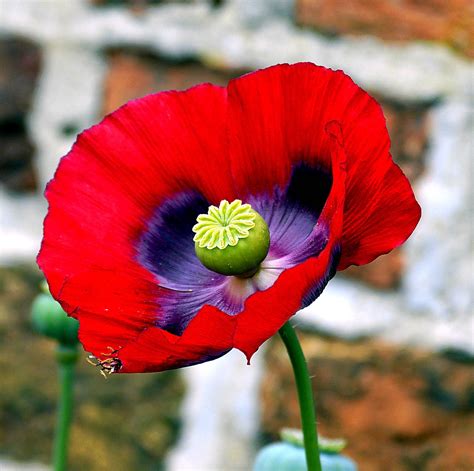 Poppy Blooms